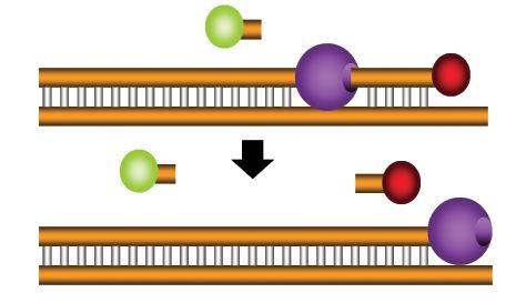 resonance energy transfer Försterův rezonanční přenos energie -