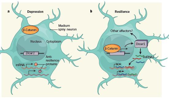 Deprese b-catenin (CTNNB1) kontrola funkcí mozku molekuly regulující jeho aktivitu deprese