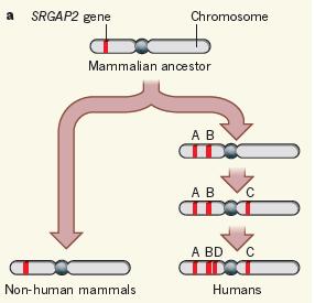Evoluce lidského mozku SRGAP2 vývoj