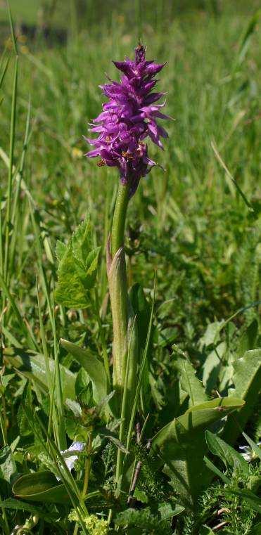 Vstavač trojzubý (Orchis tridentata) Rok 2006 byl pro tento druh poměrně úspěšný.