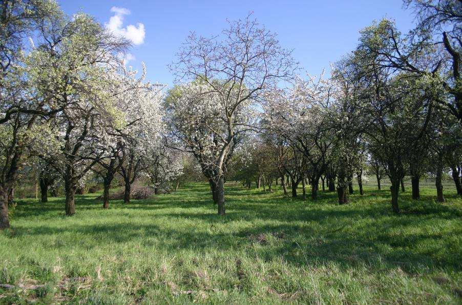 cenné výskytem celé řady ohrožených druhů rostlin a živočichů. Práce v roce 2006 byly financovány SCHKO Litovelské Pomoraví. NPR Strabišov-Oulehla - provedli jsme dvě seče.