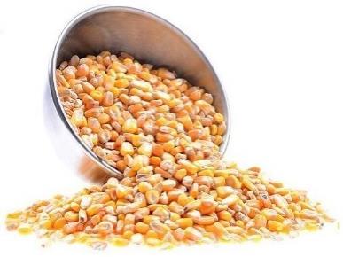 (zrna jako mlýnské návrh ML (µg/kg) Atropin Skopolamin 1,0 1,0 2,0 2,0 výrobky) Kukuřice a výrobky z ní