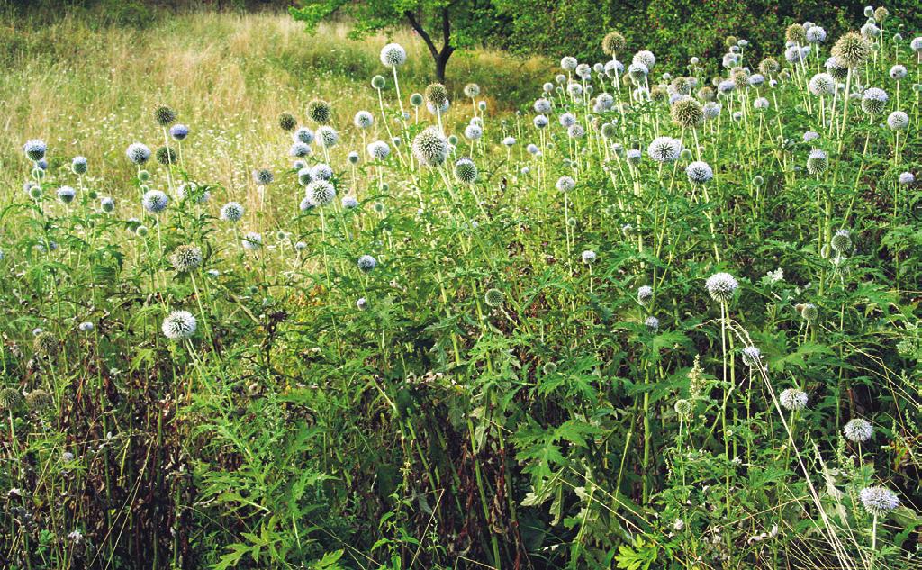 Dauco carotae-melilotion Dominantní druhy: Echinops sphaerocephalus, Elytrigia repens; Brachythecium rutabulum Formální definice: Echinops sphaerocephalus pokr. > 25 % Struktura a druhové složení.