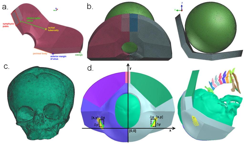3.2 3D biomechanický model konečných částic - Studie 2 a 3 Pro testování napětí na hrázi v celé její tloušťce a významu pozice prstů na hrázi v průběhu prořezávání hlavičky byla vyvinuta počítačová