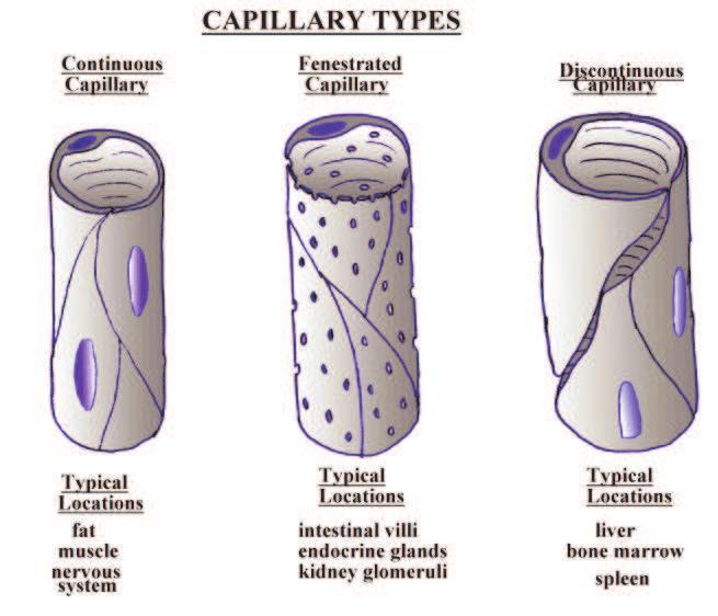 Obrázek 2: Typy kapilár dle struktury (11) http://www.udel.edu/biology/wags/histopage/vascularmodelingpage/ circsystempage/capillaries/largegifs/capillarytypeslarge.gif (23.