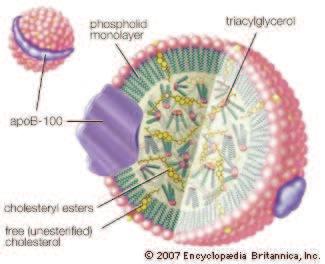 Bílkovinná část se nazývá apolipoprotein. Esterifikovaný cholesterol a triglyceridy pak tvoří hydrofobní vnitřek (32).