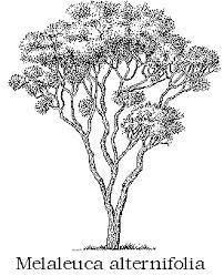 Kajeput střídavolistý Malaleuca alternifolia, v Austrálii terapeuticky užíván od roku 1920, dosud si bakterie vůči němu nedokázaly navodit rezistenci Navodit