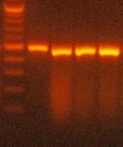coli + fág Amplifikace genu xis bakteriofága bp 1000 0 5 10 24 hod 500 % 78 88 93 100 0,10