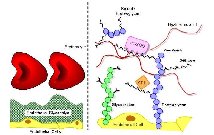 Schema endoteliální glykokalyx a jejich hlavních složek Eur J