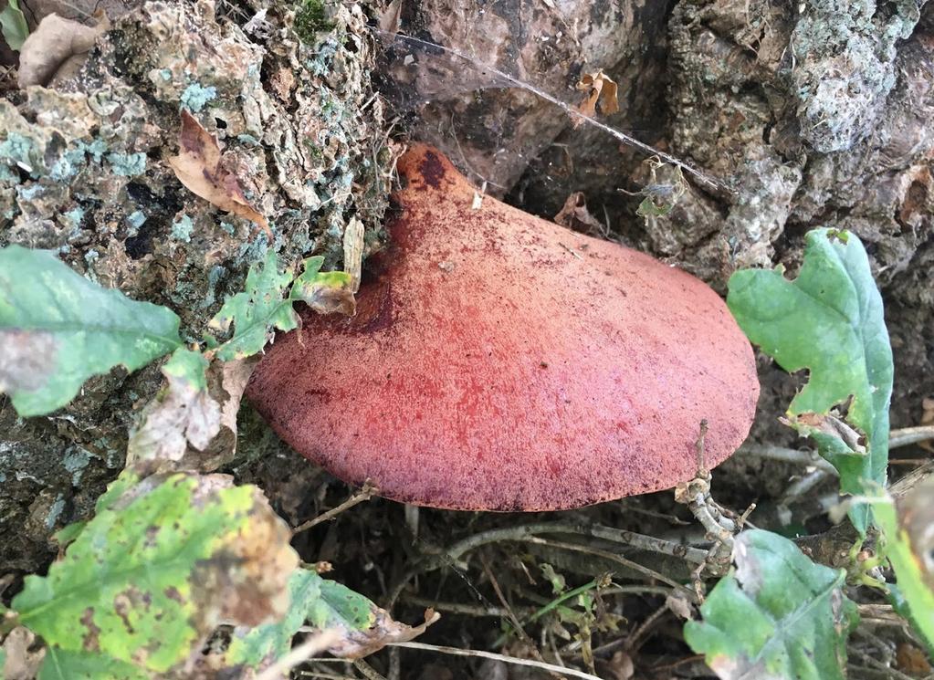 Dřevní houby v arboristické praxi Pstřeň dubový (Fistulina hepatica) Jedná se o první z dřevních hub, kterou můžeme jen velmi obtížně označit za škodlivý organismus a která pravidelně doprovází