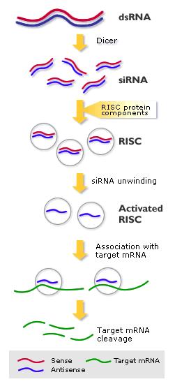 Overview of RNAi Double-stranded RNA (dsrna) is processed by Dicer, an RNase III family member, to produce 21-23nt small interfering RNAs (sirnas) sirnas are