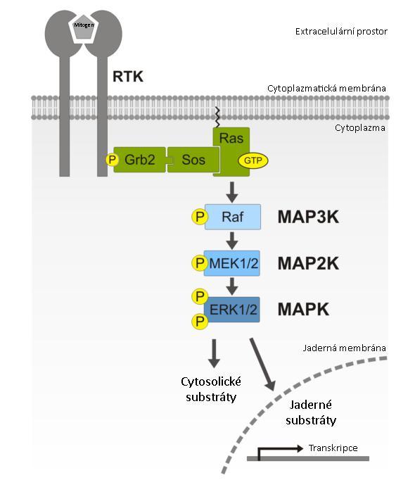 Obrázek 2: Schéma typické MAPK/ERK signální kaskády.