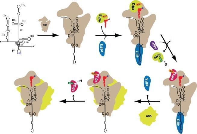 polohu domény IV v rámci komplexu s malou podjednotkou ribozomu. Doména III zajišťuje interakci s eif3, který je nezbytný pro vazbu IRES k malé podjednotce ribozomu (viz Obrázek 5) (Sizova et al.