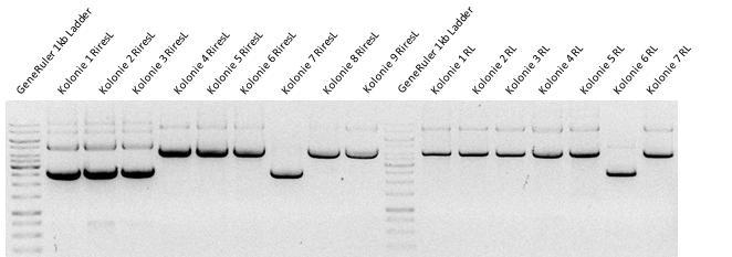 T7_RLuc_fwd_2 a T7_FLuc_rev (viz 4.1.9 Oligonukleotidové primery). Produkt PCR po purifikaci (viz 4.2.3.4 Přečištění DNA) sloužil jako templát pro in vitro transkripci.