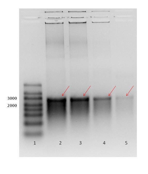 Obrázek 24: Elektroforetogram produktů reakce in vitro transkripce. Templátem v in vitro transkripci byl v tomto případě linearizovaný vektoru TOPO_RL.