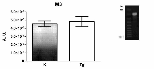 Graf 5: Porovnání množství mrna genu pro M 3 podtyp muskarinového receptoru u kontrolních (K) a transgenních myší (Tg). Výsledky jsou uvedeny v poměrných jednotkách (A.U.