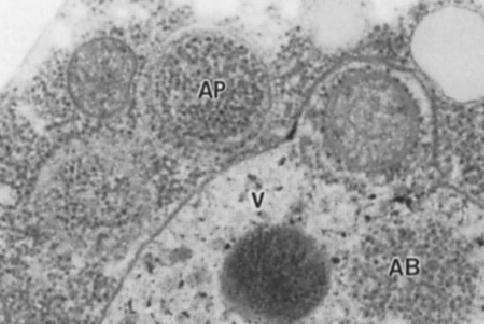 komponenty určené k transportu z Golgiho aparátu do endosomů. Na tvorbě váčků se podílejí i AP1 (clatrin adaptorový protein 1) a clatrin.