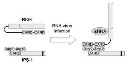 interferonu typu I v odpovědi na imunostimulační RNA (isrna), kterou mohou být úseky dsrna (double-strand RNA) nebo 5 fosforylovaná RNA virového původu.