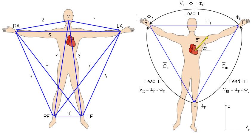 EKG svody Einthovenovy