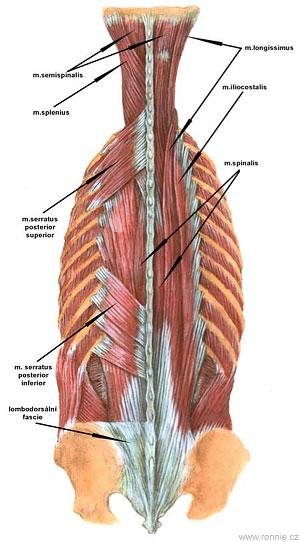 Obecná část Zádové svaly jsou uložené na dorzální straně trupu a tvoří je dvě hlavní svalové skupiny: 1. hluboké zádové svaly a. spinotransverzální systém b. sakrospinální systém c.