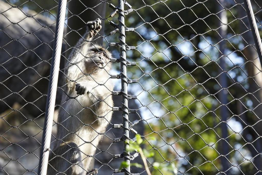 UKOTVENÍ SÍTĚ NA NOSNÉ PRVKY Sítě budou uchyceny na nosné prvky (lana, sloupy, základy) v hlavním nosném směru pomocí koncových nalisovaných oček viz obr. č.