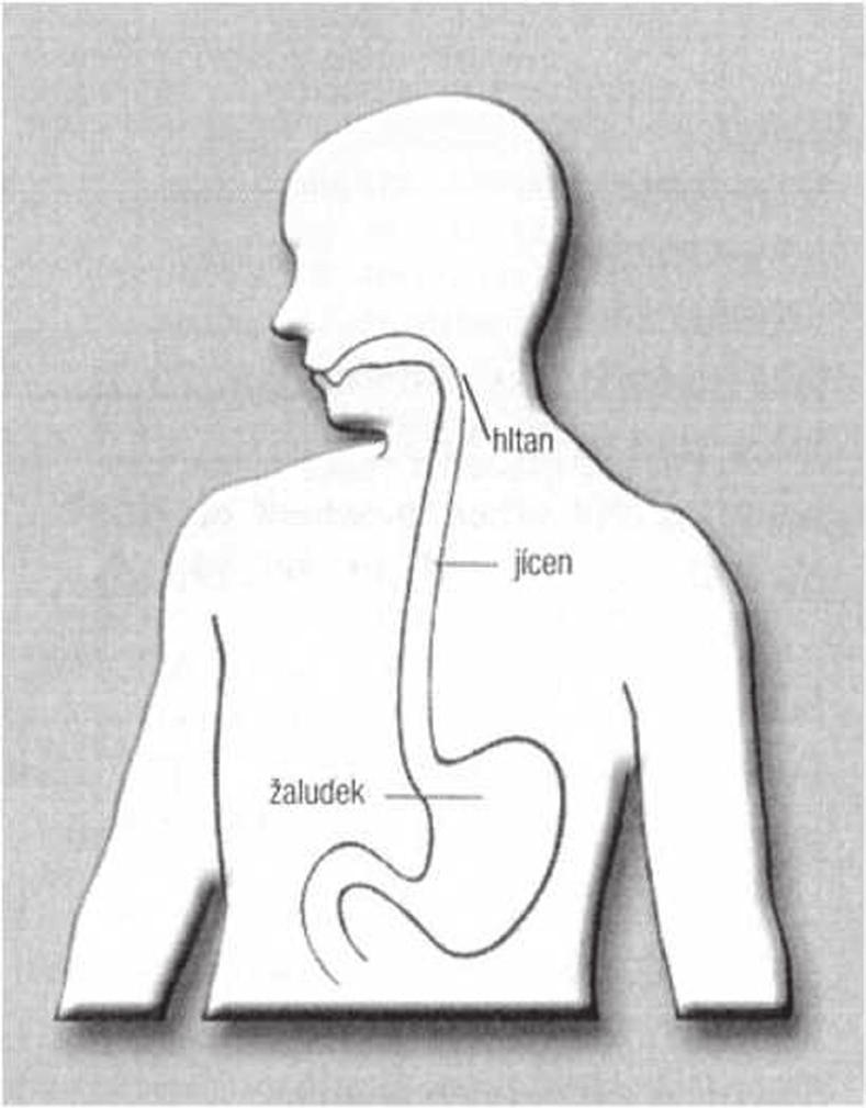 Co je jícen Jícen je součástí trávícího traktu. Je to elastic ká trubice délky 23-28 cm, lokalizovaná od dolní části krku po přechod dutiny hrudní v dutinu břišní. Navazuje na hltan a ústí do žaludku.