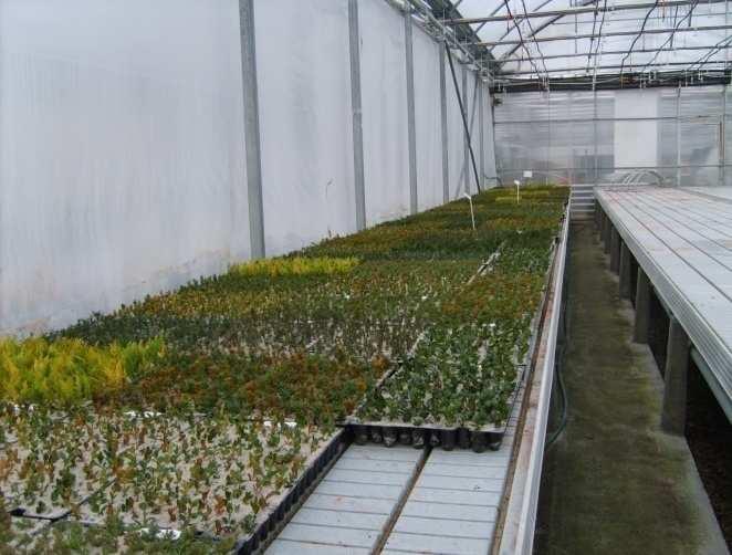 Množárenské zařízení ve firmě Pasič spol. s r.o. V Dolních Životicích se pro množení a pěstování rostlin využívají fóliovníky.
