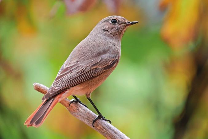 Vrabec domácí Passer domesticus Rehek zahradní Phoenicurus phoenicurus Čeleď: vrabcovití Je malý zástupce