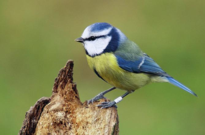 Sýkora koňadra Parus major Sýkora modřinka Cyanistes caeruleus Je malý druh pěvce