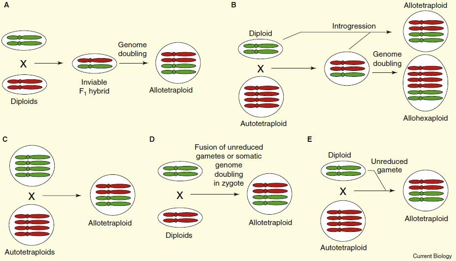 Vzniku polyploidie předchází buď spontánní genomová duplikace (somatická polyploidie) nebo splynutí neredukovaných (2n) gamet. V případě somatické polyploidizace mluvíme také o tzv.