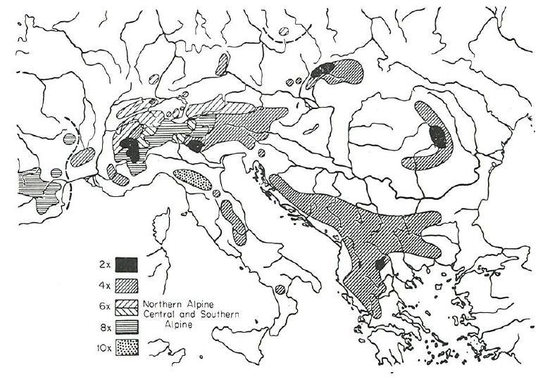v komplexu (Ehrendorfer 1962). G. anisophyllon má v Alpách pozoruhodnou geografickou diferenciaci svých cytotypů. Současný stav na obr. č.