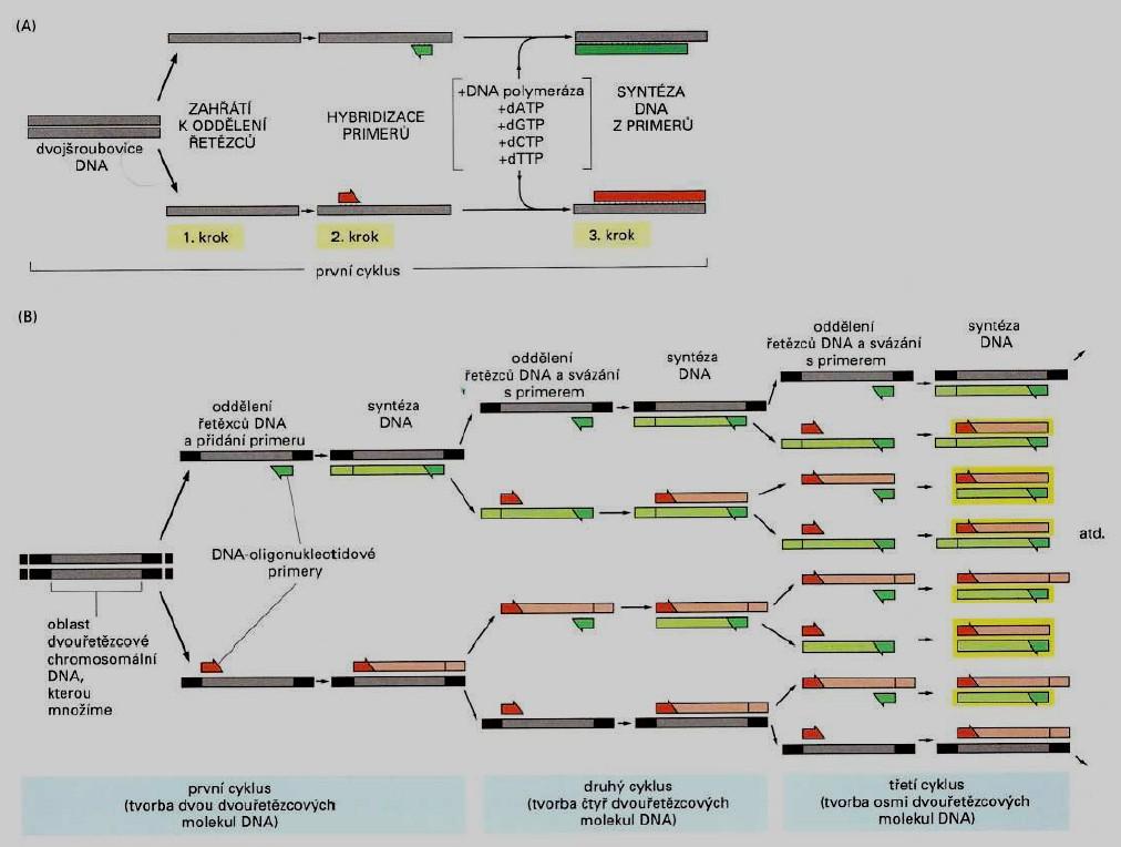 Obr. 2: A) Schéma jednotlivých kroků 1 cyklu PCR; B) Schéma amplifikace DNA v průběhu PCR (upraveno podle Alberts, 2008) V závislosti na výchozí koncentraci templátové DNA se tento cyklus tří kroků