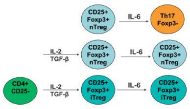 reprogramed into IL-17- or IFN-γ-producing cells (Duarte et al., 2009; Komatsu et al., 2009). Wang et al. (2010) demonstrated that Tregs expressing reduced levels of Foxp3 produced IL- 4.