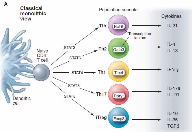 Figure 6: Th and Treg differentiation.