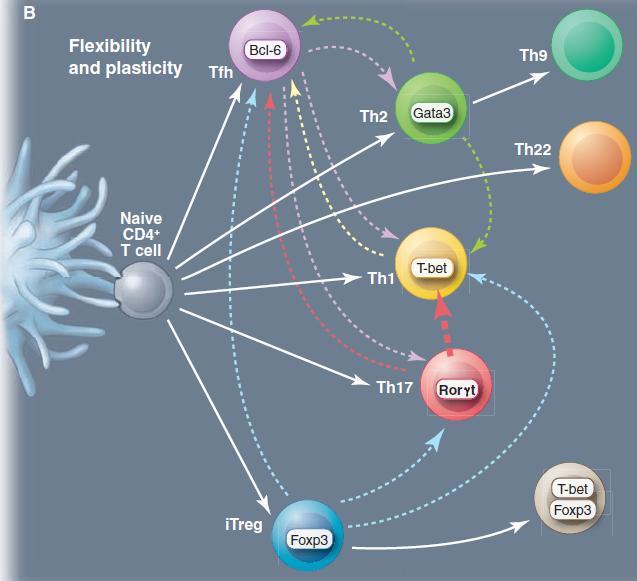 (B) Flexibility and plasticity of T cells.