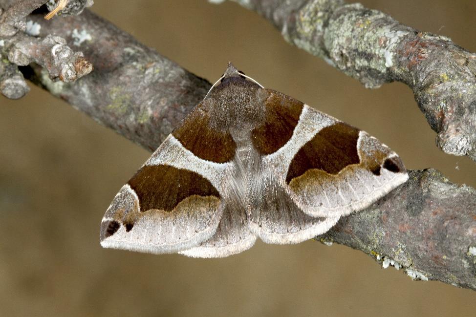 Podíl entomologů Kdo se jak podílel na nálezech nových druhů pro CZ od roku 2000? Od roku 2000 nově nalezeno 148 druhů Přispělo 34 lepidopterologů J. Šumpich 30 J. Liška 25 J. Sitek 19 A.