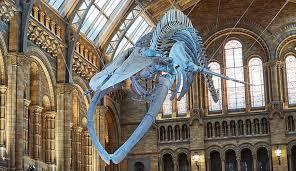 Obr. 7: Natural history museum - interiér Zdroj: http://www.nhm.ac.uk/discover/news/2017/july/museum-unveils-hope-the-bluewhale-skeleton.