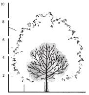 odpovídající kvalitou platným CSN. Obvod kmínku 14-16 cm, koruna dle potřeby založená ve výšce 200-250 cm.