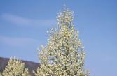 Pyrus calleryana Chanticlear Sorbus aria Magnifica Sorbus latifolia