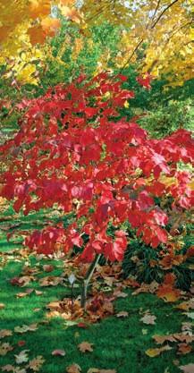 New Red ); listy tmavě zelené, na podzim tmavě purpurově červené; listeny