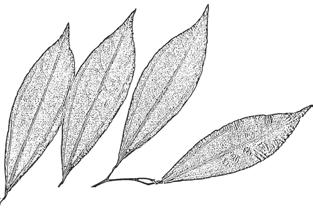 hroznech, jsou jednopohlavné, malé, korunních lístků je 6, tyčinek 6, plody jsou malé kulovité peckovice; existuje kolem 11 druhů v tropech a subtropech; jejich pěstování a využití je obdobné jako u