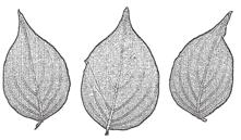 (A11) (7/200) Cherokee Princess ; vzrůst strnule vzpřímený; listy zelené, na podzim jasně červené, květenství s listeny 12 cm široké Cornus florida