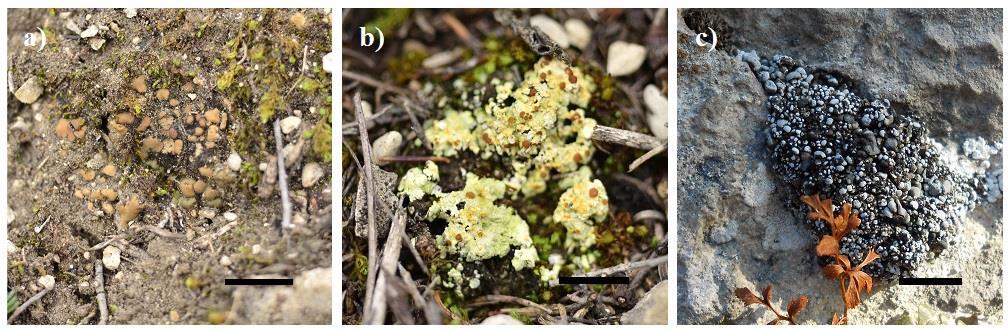 obr. 2: Příklad dalších lišejníků společenstva Toninio-Psoretum decipientis: a) hnědé squamuly nitroplodky šupinaté Placidium squamulosum (Ach.) Breuss (= Catapyrenium squamulosum (Ach.