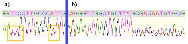 5.2.2. ITS rdna Analýza založená na ITS rdna markeru byla důležitá zejména kvůli srovnání s ostatními studiemi, které pracují s fotobionty lišejníků.