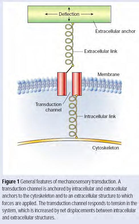 Mechanorecepce Bolest, dotek, Propriorecepce, Zvuk,