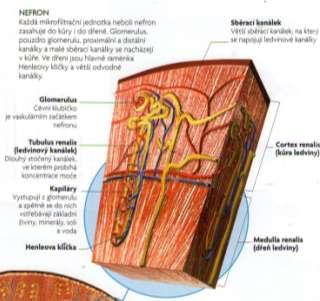 funkční jednotkou ledviny. Každá ledvina je tvořena asi 1 miliónem nefronů a každý z nich je sám o sobě schopný vytvářet moč.