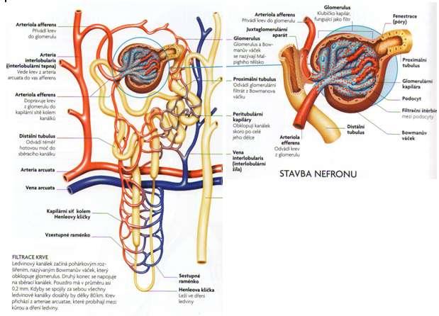 Obrázek 3 Cévní zásobení ledviny a stavba nefronu (Parker, 2007) 2.1.