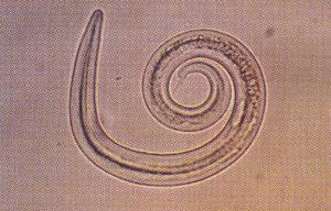 13 Obr. 2 Larva hlístice Müellerius capillaris Převzato z: http://www.uno.org.mx/empezar/nematodosis.html 3.1.2 Parazitózy způsobené motolicemi Motoličnatost Původcem tohoto onemocnění jsou dva druhy, a to motolice jaterní (Fasciola hepatica) (viz Obr.