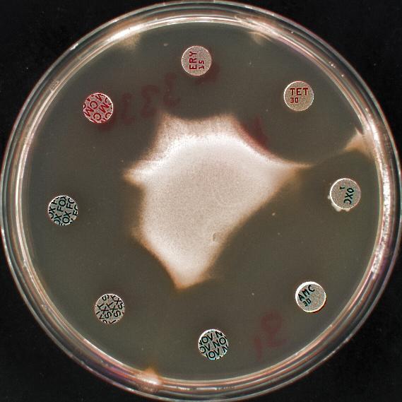 Staphylococcus aureus, typicky citlivý divoký kmen Zdroj databáze