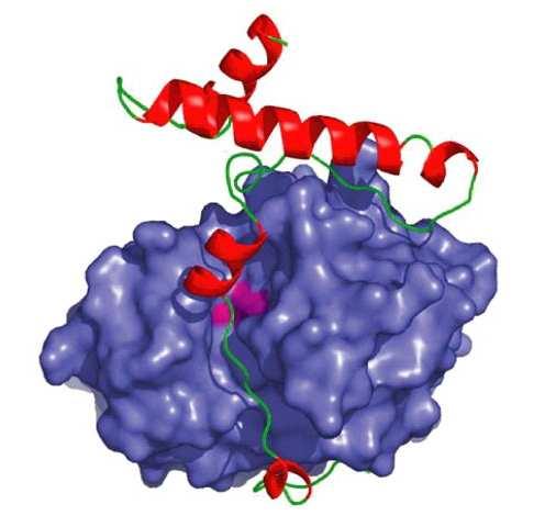 Obr. 4. Trojrozměrný model katepsinu L1 z F. hepatica. Model představuje FhCL1 ve formě zymogenu. Modrá část modelu hlavní část molekuly enzymu, pro-sekvence je zobrazena jako červená šroubovice.